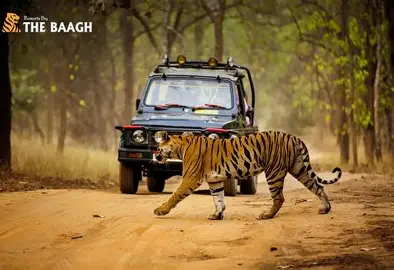 Jim Corbett Premium Safari Package